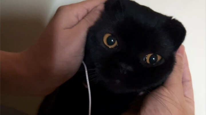 Setelah membiarkan kucing hitam melakukan hal ini, dia malah menumbuhkan mata hati yang ke-101!