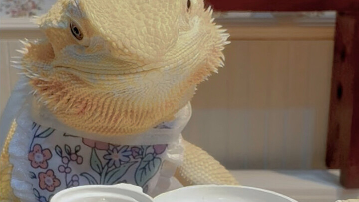 Nấu ăn mỗi ngày🍳 Nhật ký của cô nàng mê ăn小松