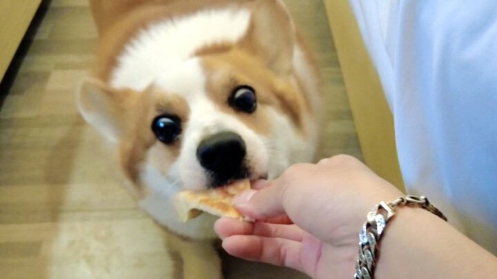 柯基：这玩意儿这么硬，是狗吃的吗？