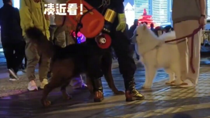 When the civil servant dog met the innocent Ye Ye on the roadside, it was obvious that he was really