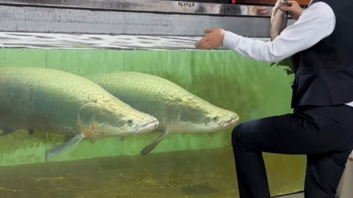 ปลาออร์นิโทซอรัส