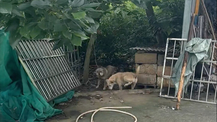 Kisah nyata Xiao Huang yang memutuskan belenggu besi dan membawa putranya untuk bergabung dengan say