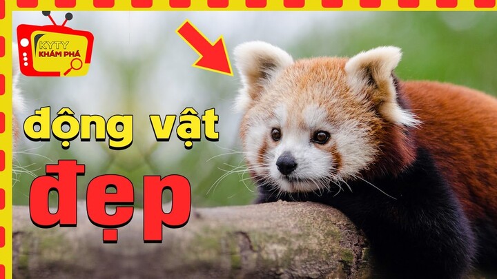 Top 10 Loài Động Vật  XINH ĐẸP  Nhất Hành Tinh ✅ Top động vật thế giới