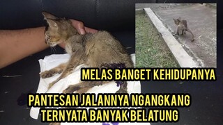 Anak Kucing Cacat Susah Berjalan Ternyata Ada Sarang Belatunng !