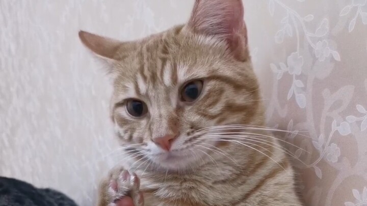 喵师傅：猫片！！！