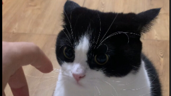 I’m in a really bad mood today—I got beaten up by my cat.