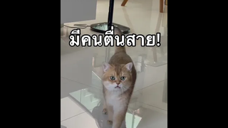 เมื่อโปตื่นสาย