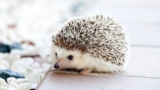 Cute And Funny Hedgehog Videos Compilation 2017 - Funny Animals