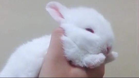 Baby Bunny