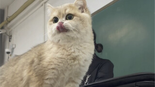 When my cat was in class in Huanong... his deskmate turned out to be Rat