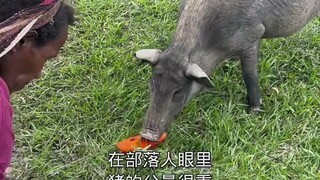 居然帮原始人抓这个东西！