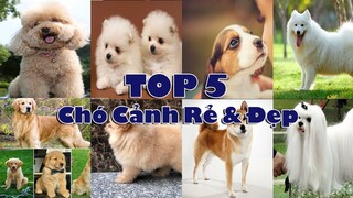 TOP 5 GIỐNG CHÓ CẢNH GIÁ RẺ NHẤT | CHÓ RẺ MÀ ĐẸP