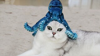 I gave my cat a big gift to please him during a 4-day business trip, but the cat just looked dazed. 