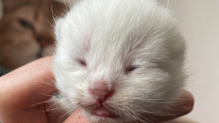 Let me show you the little milk kitten that just opened its eyes! (So adorably ugly!)