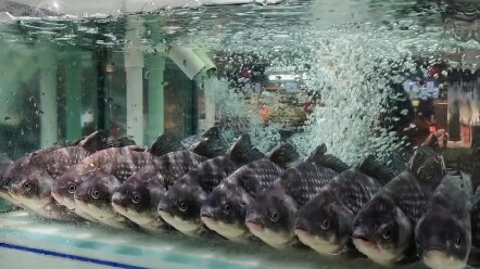 The fish at Pang Donglai are all so neatly arranged #YearAfterYearWithFish #PangDonglai
