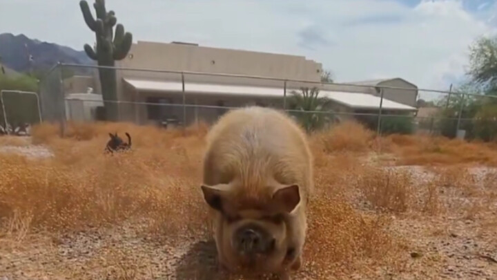 How to Summon a Pig