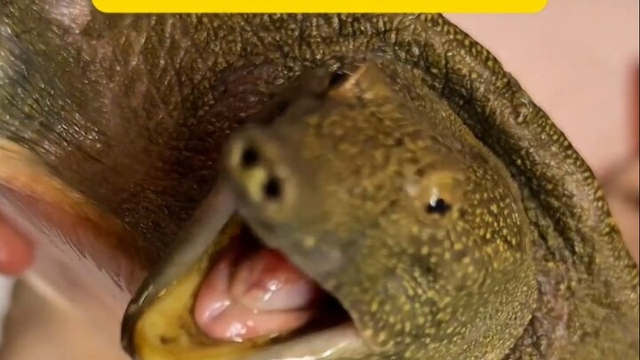Softshell Turtle: I’m telling you, which damn turtle came up with this?