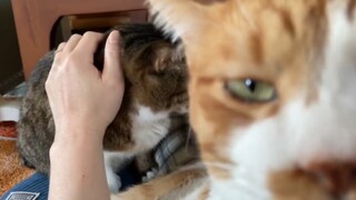 Jealousy makes the cat unrecognizable!