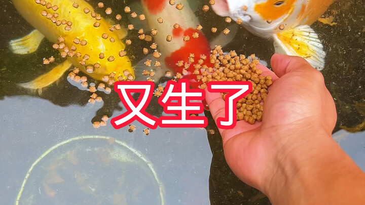 Lại sinh nữa à?