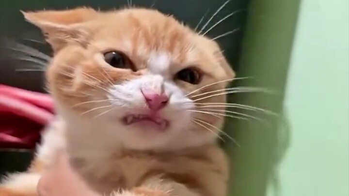 凶凶的猫