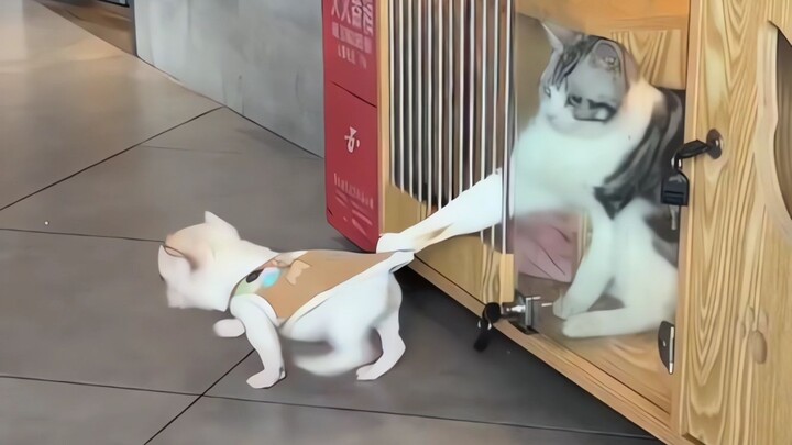 Kalau sudah jadi anjing, mana ada yang nggak benci kucing!