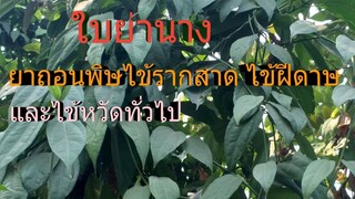 สมุนไพรย่านางช่วยขับพิษไข้รากสาด ไข้ฝีดาษ ไข้หวัด และดับพิษร้อนจากไข้ต่างๆ/โดยฮอยไทยอีสาน