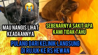 Astagdirullah Pulang Dari Klinik Kucing Emak Nangis Sakit Parah Di Larikan Ke Rumah Sakit Hewan..!