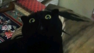 صنعت عصا مسلية للقطط بنفسي، ومع ذلك لم يعجبها؟