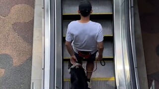 Hướng dẫn huấn luyện chó lên xuống cầu thang. Các cô gái không phải Lưu Canh Hồng mà có con nhiều lô