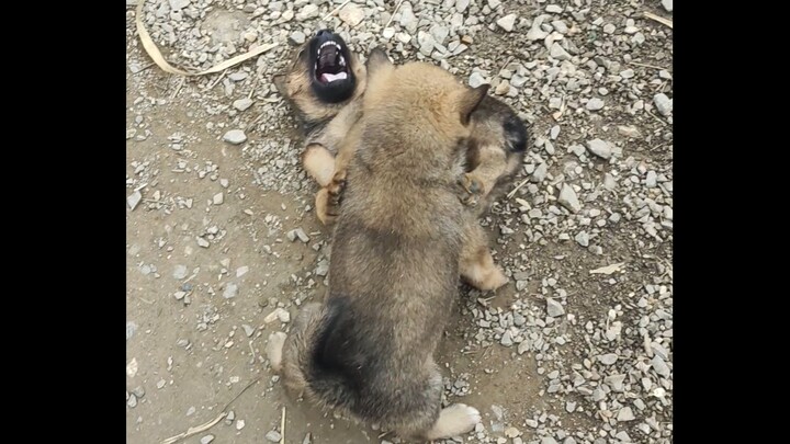 The struggle for the heirship has always been fierce—even the dog mom isn’t stopping it.