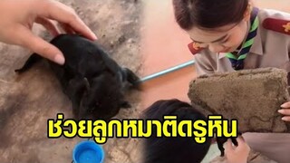 คลิปครูสาวใจดี ช่วยลูกหมาตัวน้อย ติดในรูก้อนอิฐ