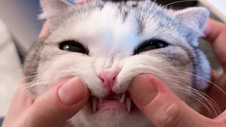 Brushing my cat's teeth, I suddenly realized cats don't have incisors!