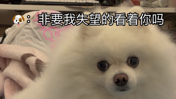 Calling a little dog that’s always getting mad with “Oi”