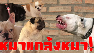 หมาแกล้งหมาหลับ BAD DOG