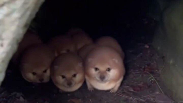 ความน่ารักทั้งเคลื่อนไหวและนิ่งของดาบและโล่ของฉัน: seedance2.0