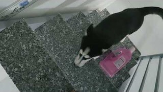 husky xin sen cho ngủ chung nhưng sen không chịu #husky #ngáohusky #yeuchomeo #pets
