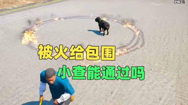 ما مدى ذكاء شياو تشا بالضبط؟ هل سيجتاز بعض الاختبارات التي نجريها له؟