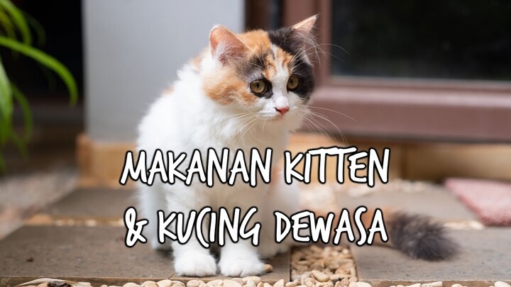 Kucing Dewasa & Kitten Dilepas Bersamaan. Gimana Makanannya?