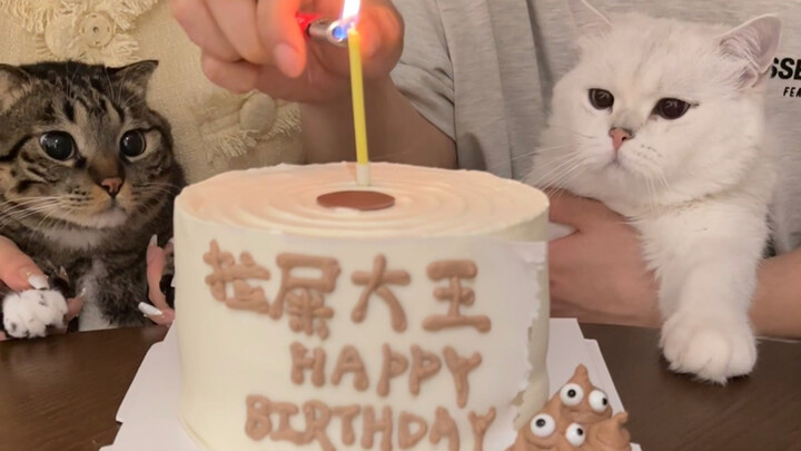 พอเจอกับแม่แล้ว ลูกแมวที่ไม่มีวันเกิดก็ไม่มีอีกต่อไป!