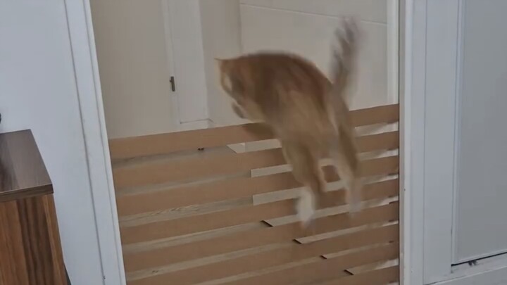 Si Jeruk Lompat Tinggi