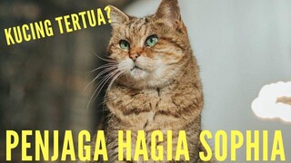 PENGUASA HAGIA SOPHIA YANG SEBENARNYA!!! 5 FAKTA UNIK GLI SI KUCING