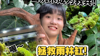 当我信心满满去拯救一个破败的雨林缸！