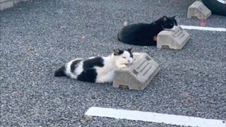 Apakah ini taman kucing?