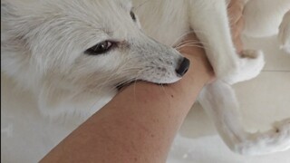 ลูกสุนัขจิ้งจอกที่กำลังเป็นสัดกอดมือของฉันไว้แน่น