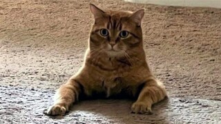 Funny Animal Videos 2023 😂 - Funniest Cats And Dogs Video 😺