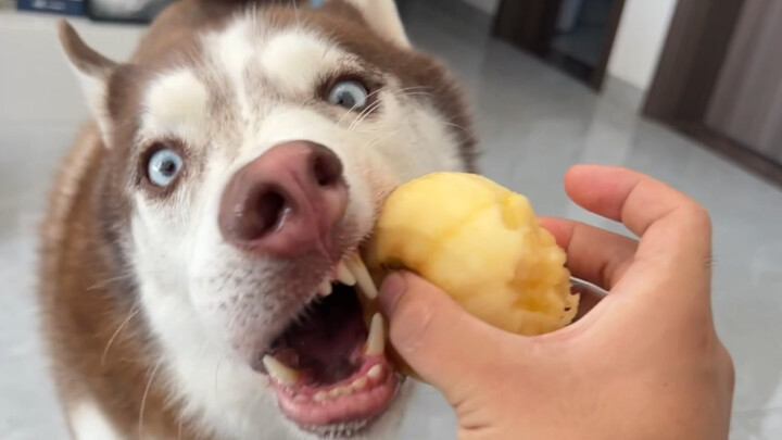 Husky: Where have you ever seen a repair dog that doesn’t eat apples!