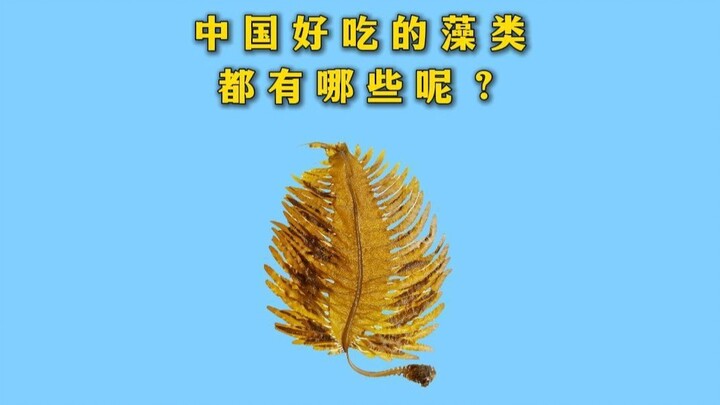 What delicious algae are there in China?