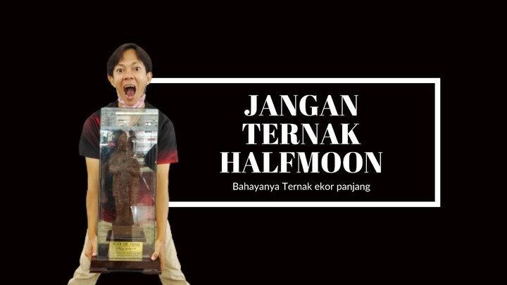 cupang halfmoon janhan diternak