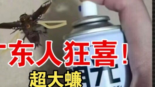 เหล่าคนจากกวางสี♂ แมลงสาบของคุณกำลังจะมาแล้ว! [ข้อมูลใหม่เกี่ยวกับ Yiyuan Miaomo]