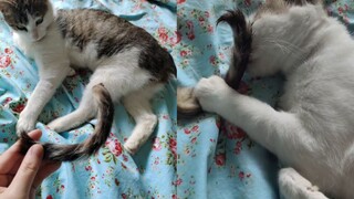 Con mèo tỉnh dậy với cái đuôi bị gãy và khiến chủ nhân bị sốc. Con mèo không quan tâm: bây giờ nó li